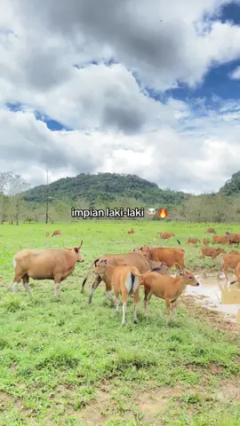 coba komen apa impian kalian 👉🏻 #peternaksapiindonesia #perternakmuda #peternak #juragankampung 