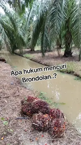 hukum mencuri Brondolan 