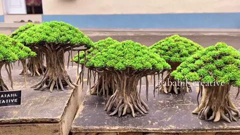 Spam RINGIN 20 cm ( S ) harga DM/WA #fyp #fypシ #foryou #foryoupage #foryourpage #viral #aquascape #aquarium #scape #aquascapeindonesia #aquascapers #hardscape #bonsai #bonsaiaquascape #bonsaiindonesia #aquascapeindonesia #aquascaping 