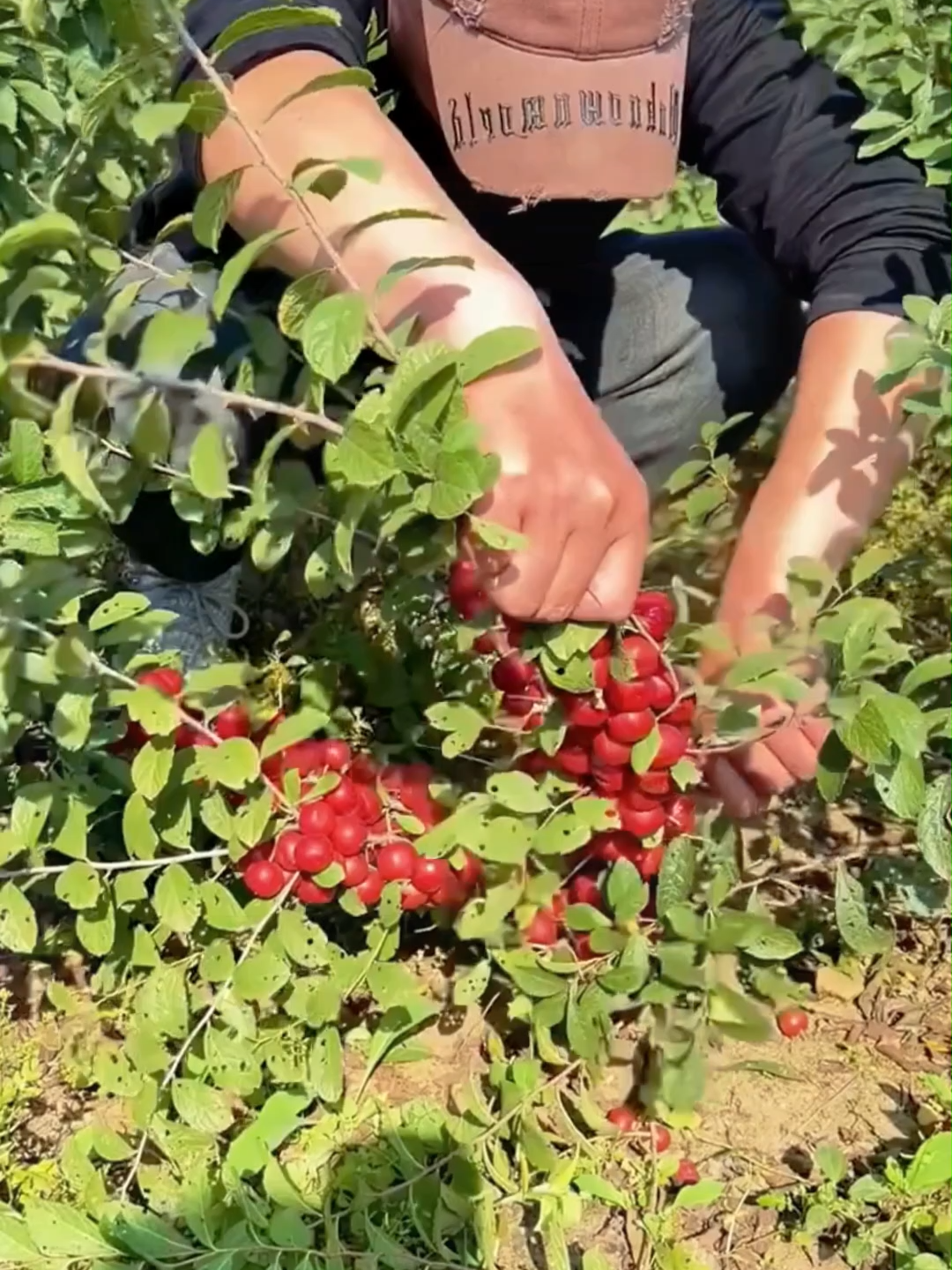 Pernah makan buah tinggi kalsium macam ni? Rasa wangi sedap, nutrisi pun padu! #BuahKalsium #TanamDiLaman #BenihBuahKalsium