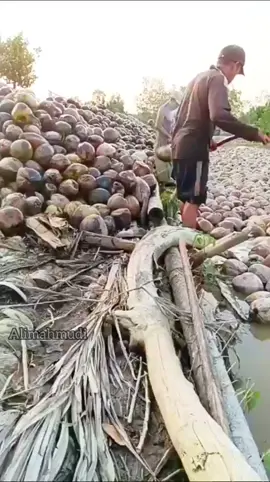 bahagia yg ada kebun kelapa