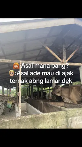 #sobatngaret #fyp #peternakmuda🐃🐂🐃 #katakata #juragansapi 
