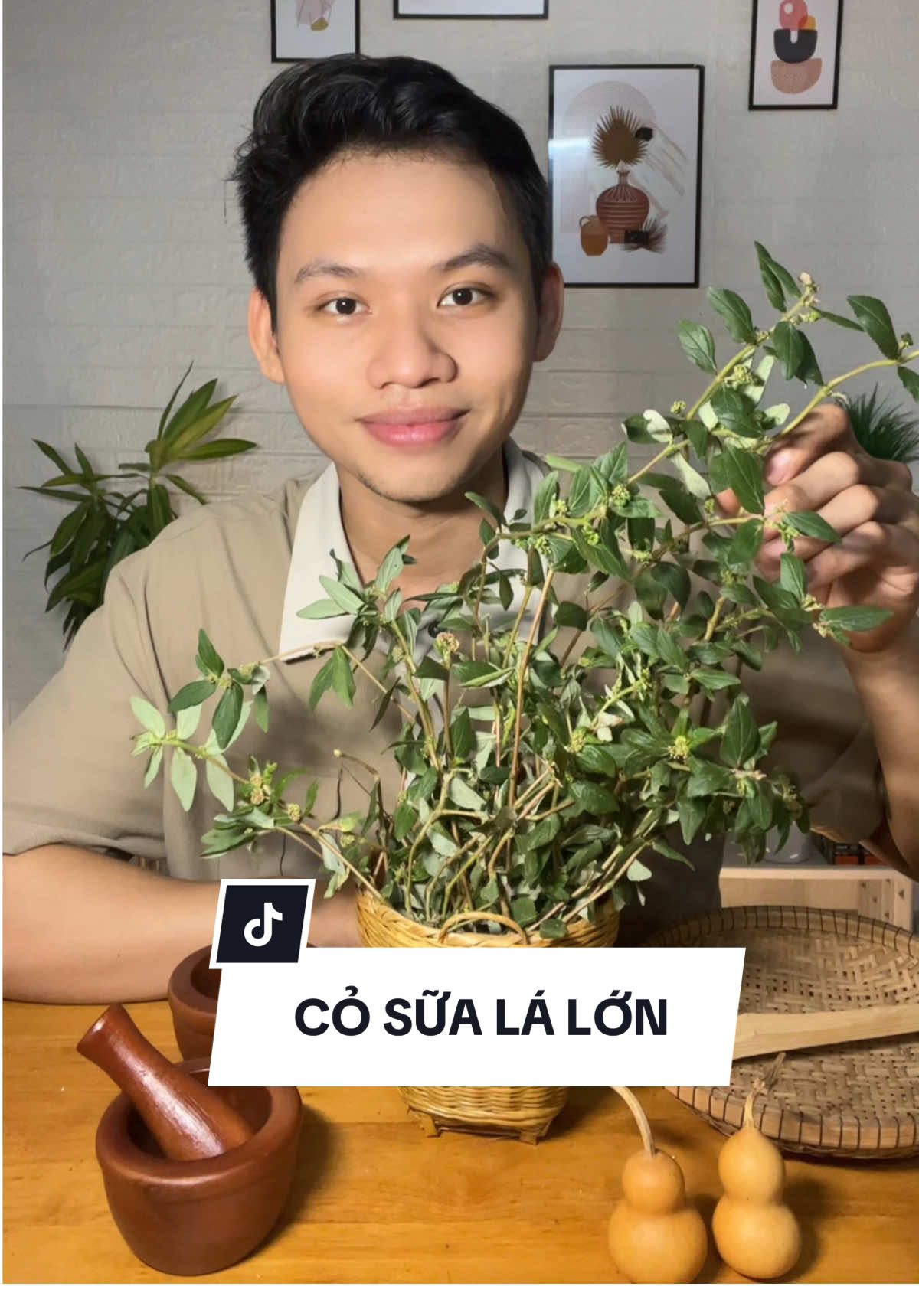 Tìm hiểu về cây cỏ sữa lá lớn  #caycosualalon #cosualalon #suckhoechomoinguoi #xuhuong2025 #tinle 