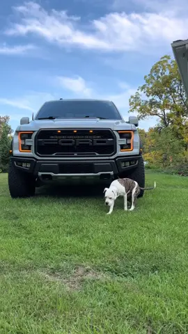 🐶🦖👻#ford #fordperformance #fordraptorr #perros 