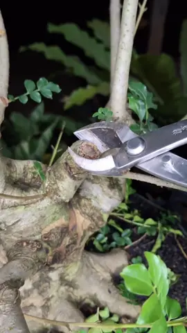 Kìm cạp chéo bonsai cây cảnh #kimcapcheo #bonsai #caycanh #xuhuong 