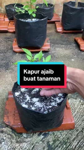 Kapur ajaib satu ini penting banget buat tanaman 😱