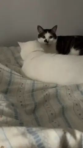 #cats#fyp 