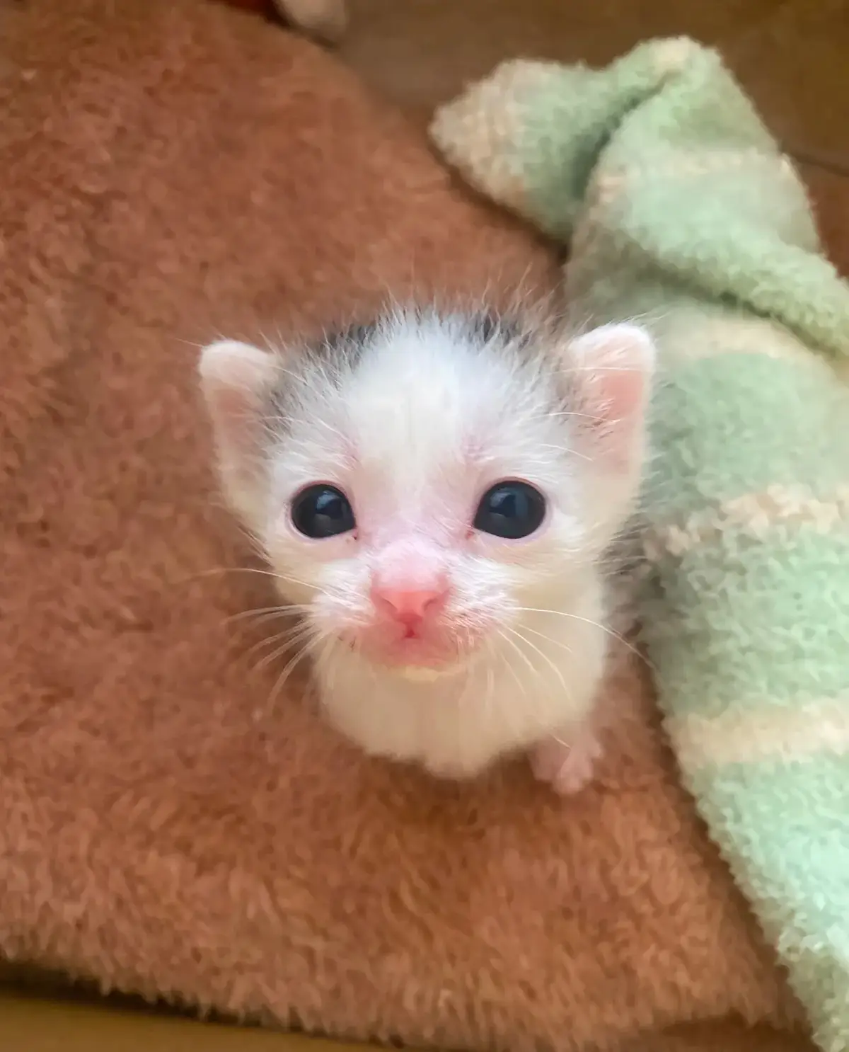 So cute #cat #cats #pet #pets #meow #kitten #kitty #kittycat #kucing #kucinggemoy #kucingoren #kucinglucu #kucingtiktok #catsoftiktok #PetsOfTikTok #catlover #petlover #cattok #fyp #fypage #fyppppppppppppppppppppppp #viral #foryou #foryoupage #tiktok #cute #cutecat #adorable #comel #lucu #Love #lovely #funny #babycat #anakkucing 