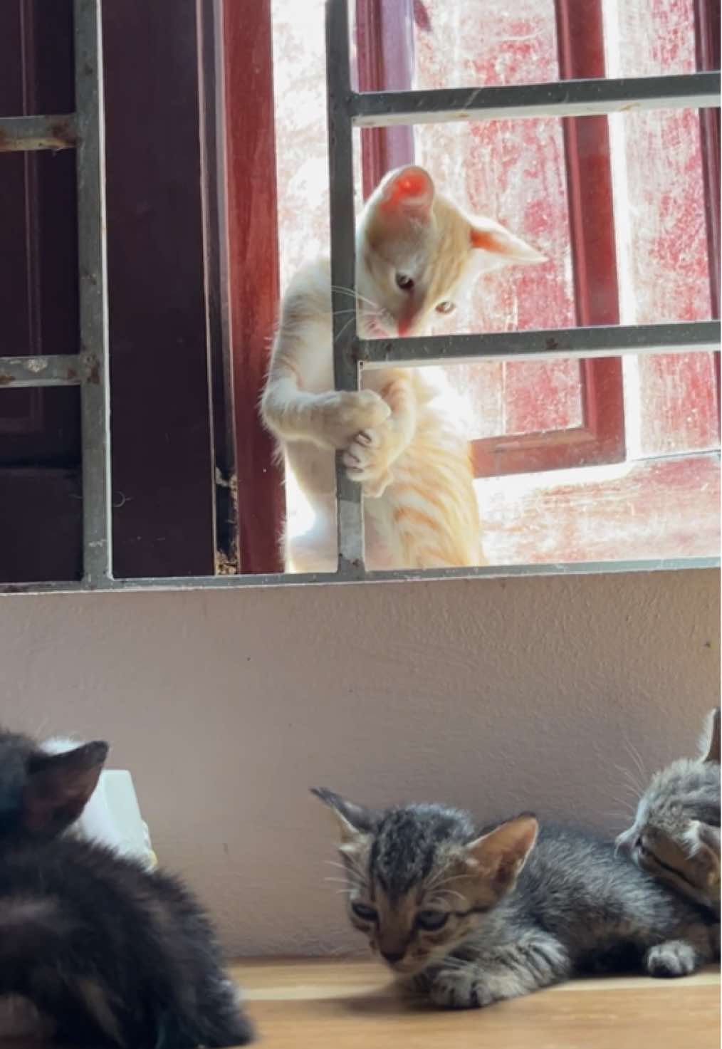 video không hề tua 🥲 nhỏ có tăng động không zị  #cat #kitten #meo #mèocam #xuhuong 