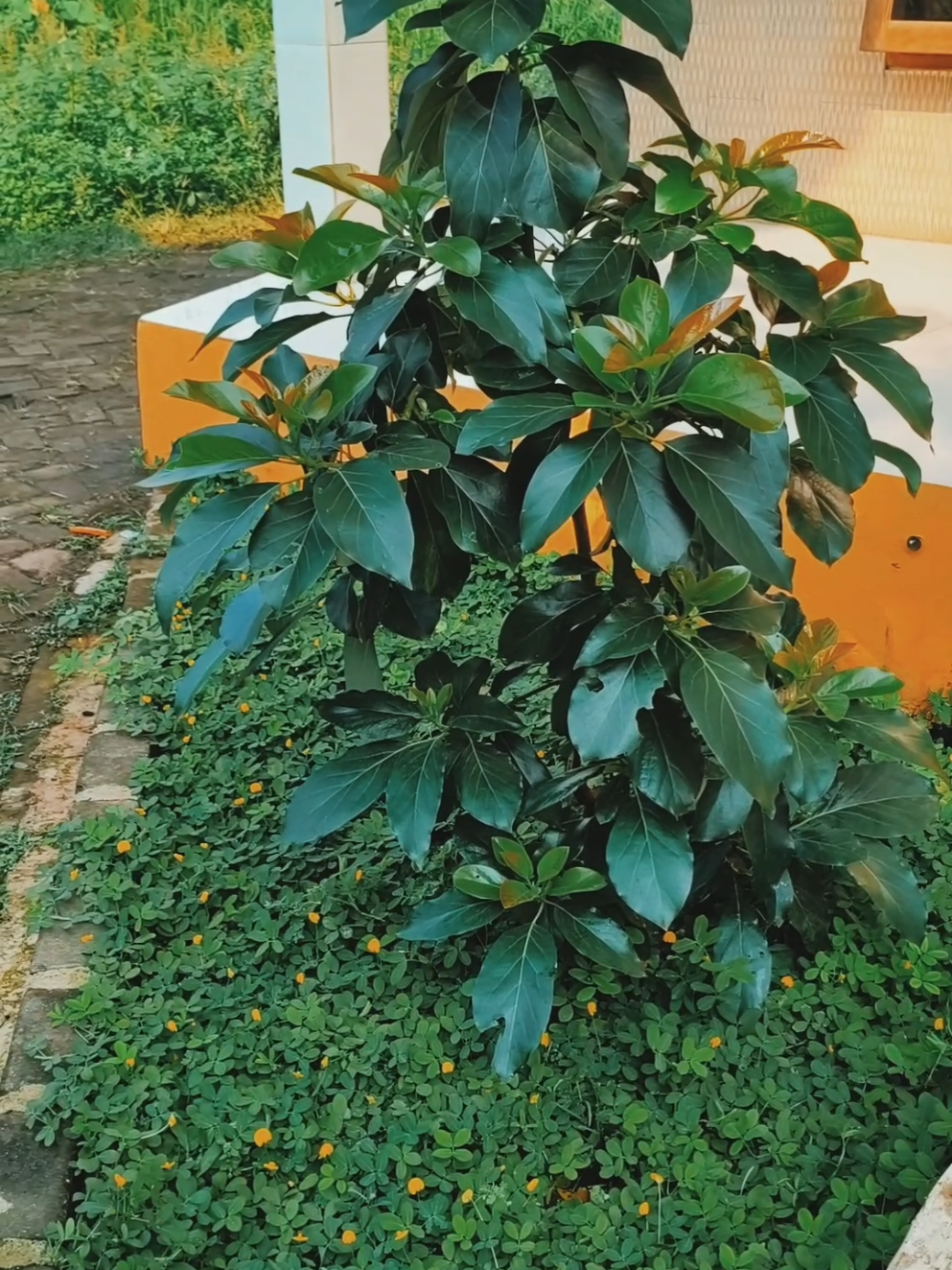 Jadi enak dilihat nya teras depan rumah#alpukat #berkebun #fypシ゚viral #petani #taman #terasrumah 