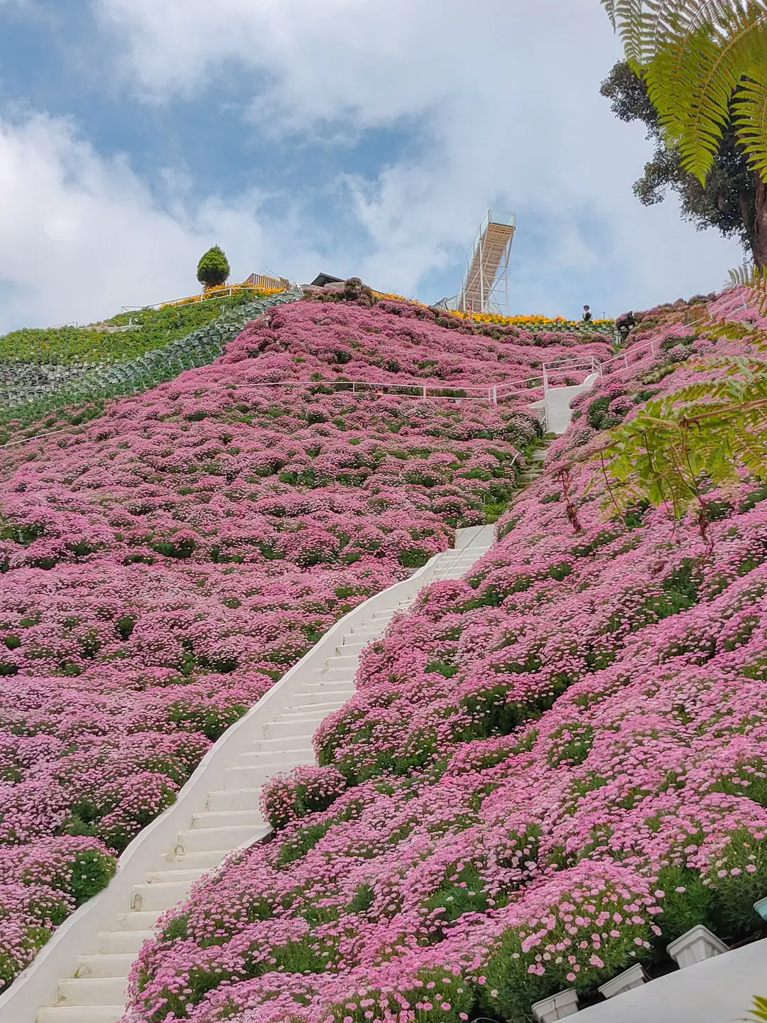 #florapark #fyp #canonr50 #traveltok #cameronhighland 