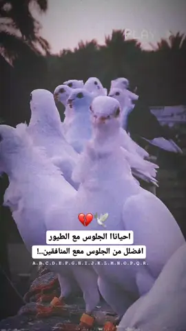 #ستوريات #طيور #ارافل_العراق #ارافل #مشاهدات #حمام 