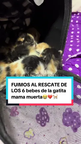 ❗🙏#AYUDANOS DONANDO  🐾LECHE DESLACTOSADA ✔️ 4 soles  🐾 PLANCHA DE HUEVOS ✔️ 14 soles  🐾 GASEOVET ✔️ 26 soles  🐾ANIS : ✔️1 .SOLES 🐾PAQUETE DE PAPEL : ✔️ 15 SOLES para que puedan recibir su leche en fórmula casera y así logren sobrevivir 😭🙏 . AYUDA Y ESCRIBE AL:  🟣 YAPE: 📲975 955 255 (Radharani)  🟢PLIN: 📲915006956 ( Nandini)   #gatos #peru🇵🇪 #maltratoanimalstop #animales 