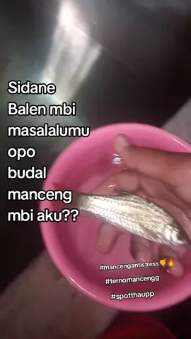 mancengg antii stres 🤙🔥 #fypp #mancingg #kyy #trending #wonogiri24jam #eromoko24jam #xybca #spotthaupp #motssssssssssssssssssssss? #viral 