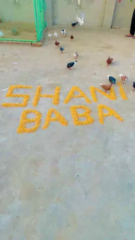 Shani baba #rollerpigeon #kabuter #KabootarVlog #pigeon 