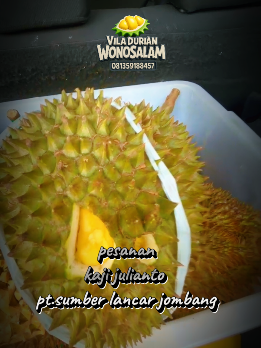 maturnuwon  kaji julianto pt.sumber lancar jombang #durianwonosalam #durian #wonosalam 