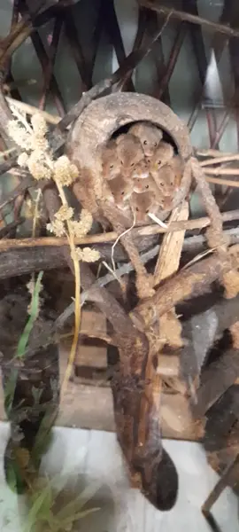 old video but look at these cuties 