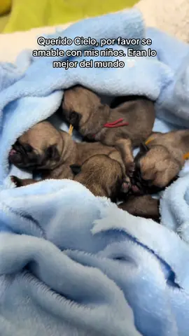 los amo y los extrañaré cada segundo de mi vida 🤍 #babypug #babypugs #pugs #losamo #missyou 
