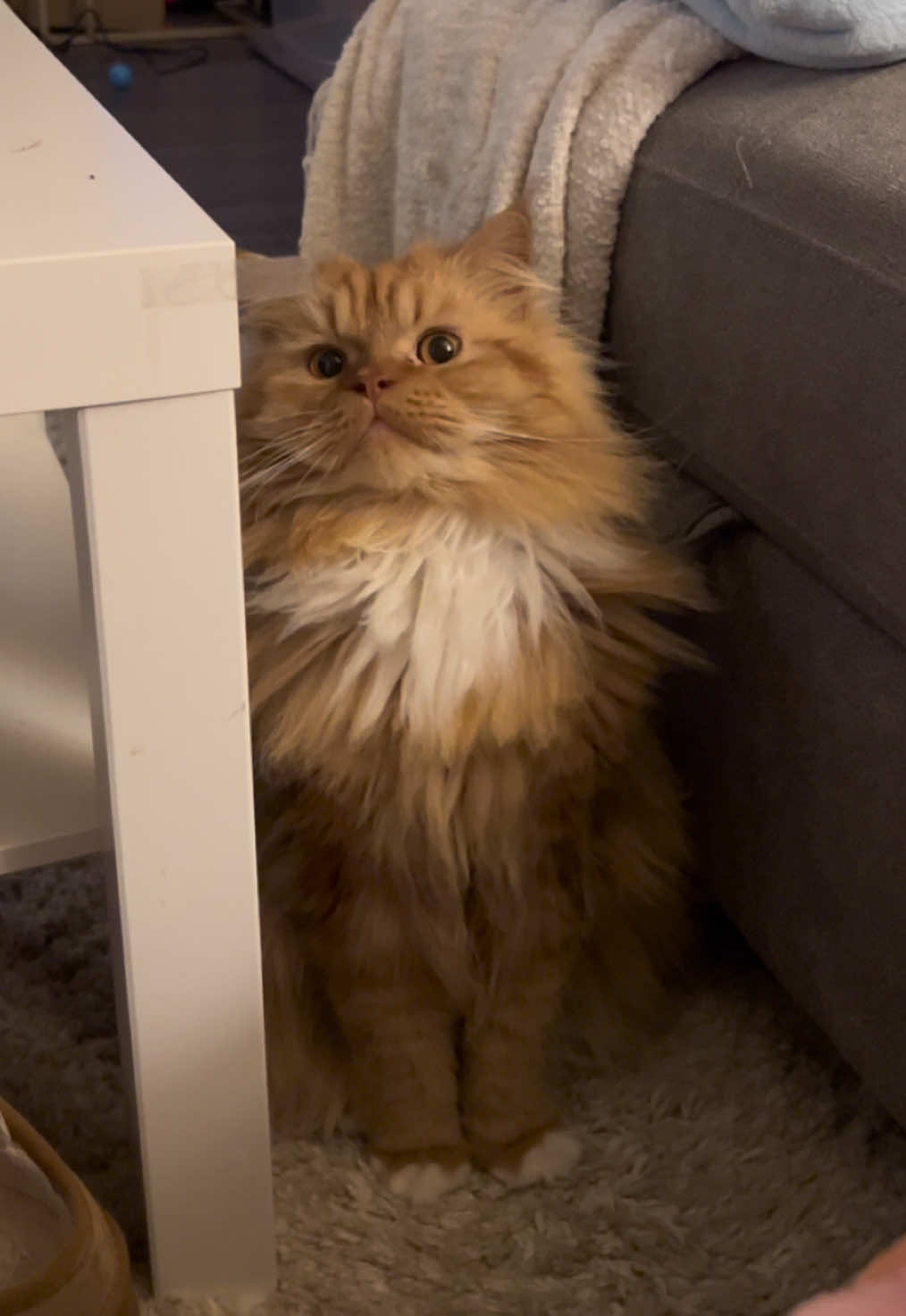 What do you think Bellini wants? #cat #catsoftiktok #kitty #orangecat #boycat #mainecoon #persian #mainecoonpersianmix #cute #adorable #fyp #foryoupage #catowner 