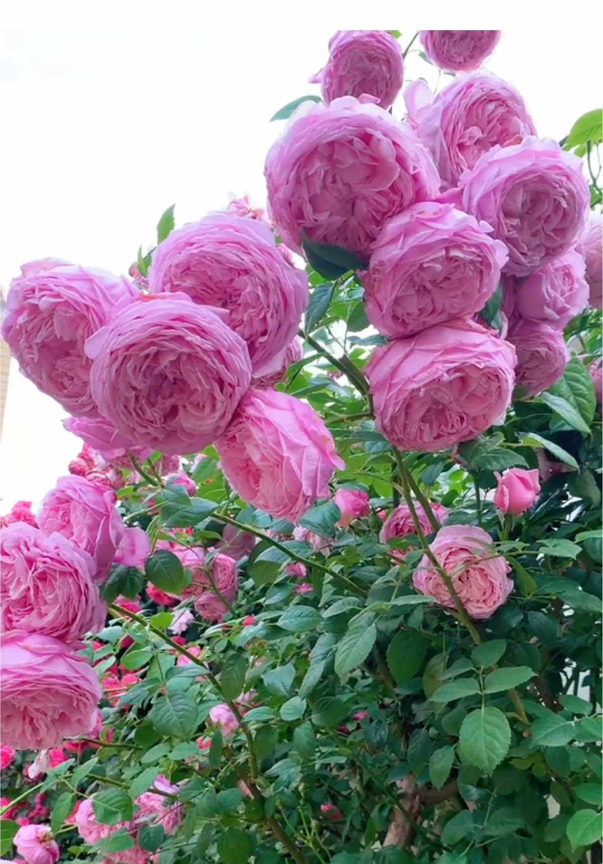 กุหลาบเลื้อยจิตวิญญาณแห่งอิสรภาพ #ทาสกุหลาบ #คนรักกุหลาบ #กุหลาบ #rose #spiritoffreedomrose 