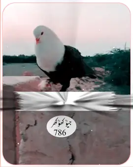 تیرے نال قبردے ایریاں تائی آہgeokhokhar786 #سرائیکی_سٹیٹس،سرائیکی۔ #foryou #Tiktok Tiktok #foryou #foryoupage #foryou  team Unfreeze my Accounts#foryoupage #foryou @𝙃 𝘼 𝙉 𝙄💸✨ جیو کھوکھر 786