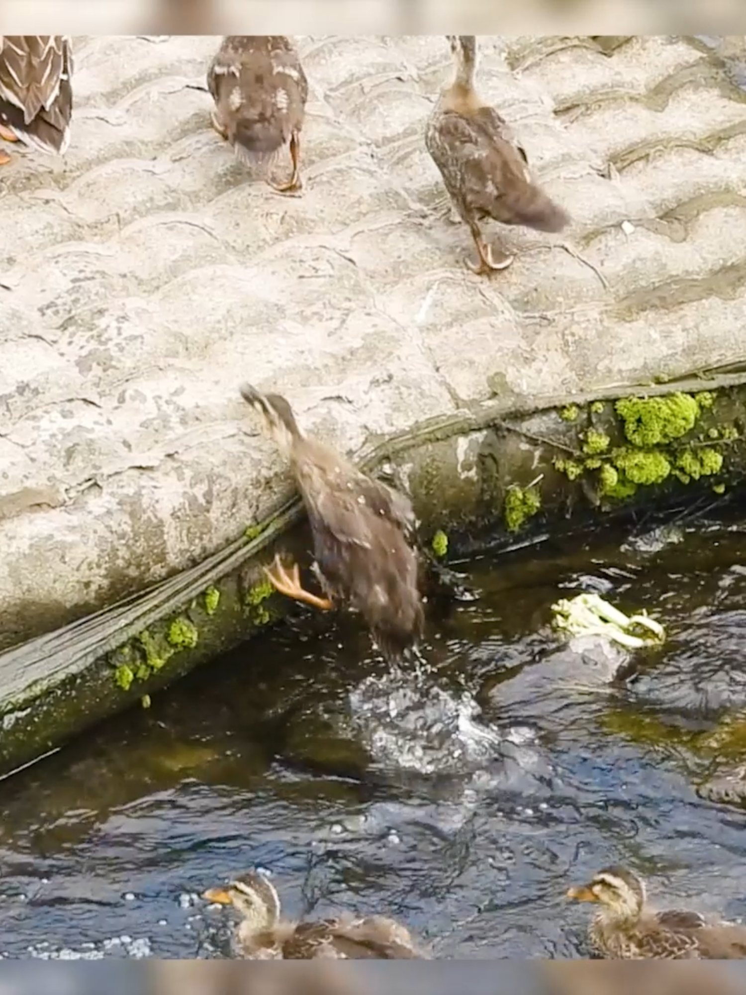 They Couldn’t Climb Before… Now They Do It with Ease! A Month of Growth: Ducklings Become Climbing Pros! 🦆✨🐥 They couldn’t climb before… but now they do it with ease!  A month ago, these ducklings struggled for over 30 minutes to climb a single step.   Some would try and slide back down, again and again.   But thanks to their mother’s constant training, everything has changed.  Now, at just 1 month old, most ducklings hop up without hesitation.   Some still find it tricky, but each one is learning at their own pace.   This is urban wildlife at its finest—gaining the skills to survive before they take flight in another month.  🪿 Duck Family: Sf   🐣 9 ducklings (28 days old) 【Sf9-28】   📅 Filmed: July 4, 2025 (0704F)   📌 **The uncut recording from this date (0704F) is included in the following playlist:**   https://youtube.com/playlist?list=PLL7dTQKKqrPzZpmfSA98tn9tXWfkp1jBB&si=exlVbuM4leEopZKt  #Ducklings #DuckFamily #BabyDuck #MotherDuck #WildlifeDocumentary #AnimalBehavior #UrbanWildlife #BirdWatching #GrowingUpWild #AnimalTraining #DucklingGrowth #NatureMoments