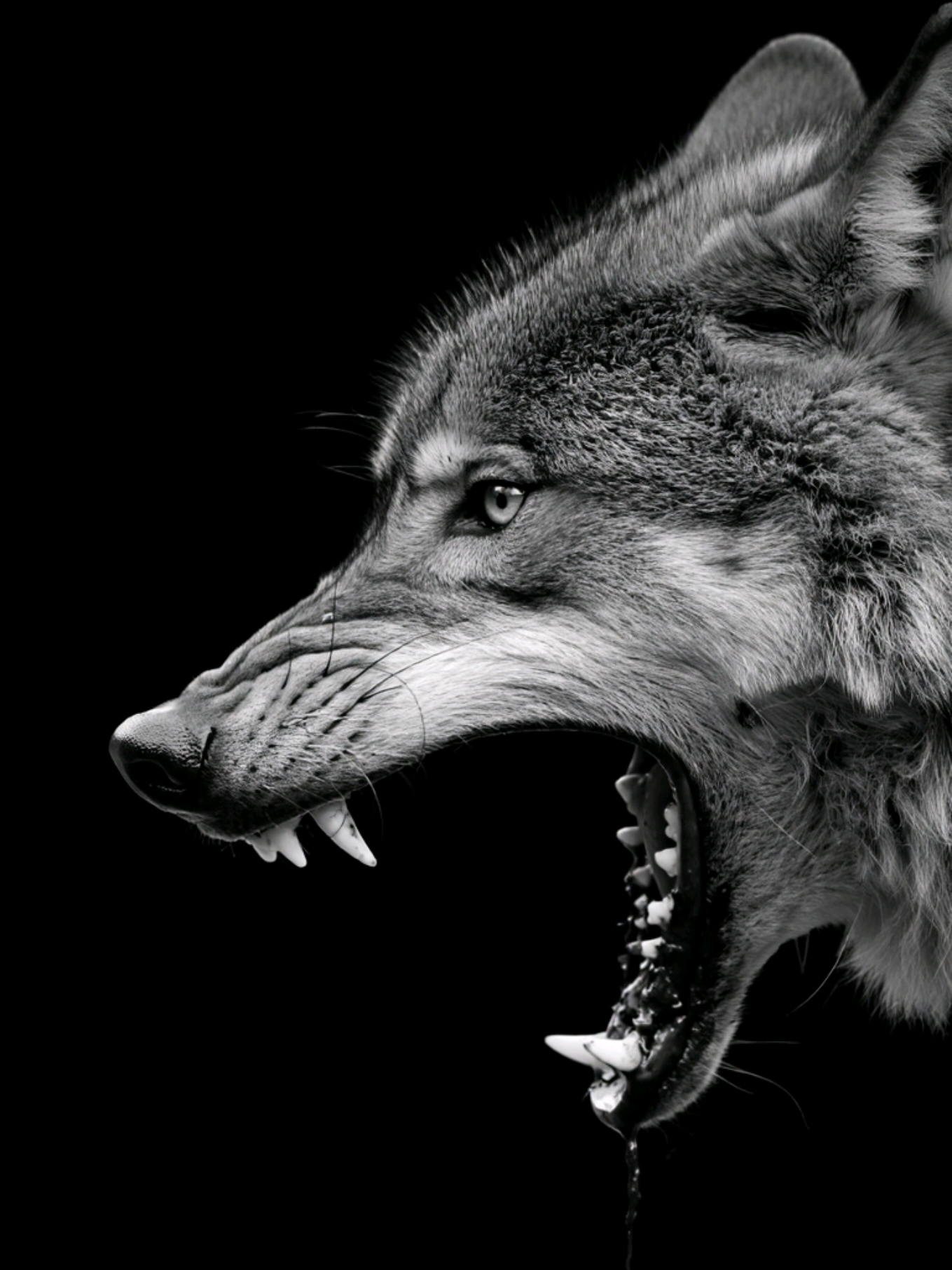 Wolf Photosession  #creatorsearchinsights #wolf #tiktok #fyp 