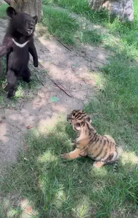 beruang vs harimau #fyp #viral #viralvideo #tiktok 
