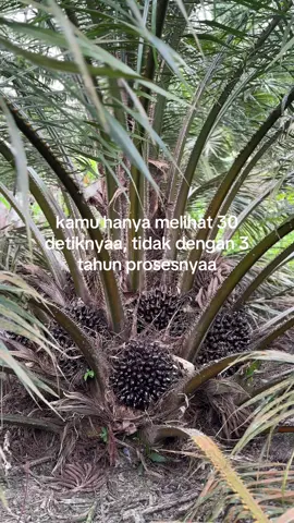 nikmati saja😋#fyp #masukberandafyp #petanisawit #petanimuda #sawit 