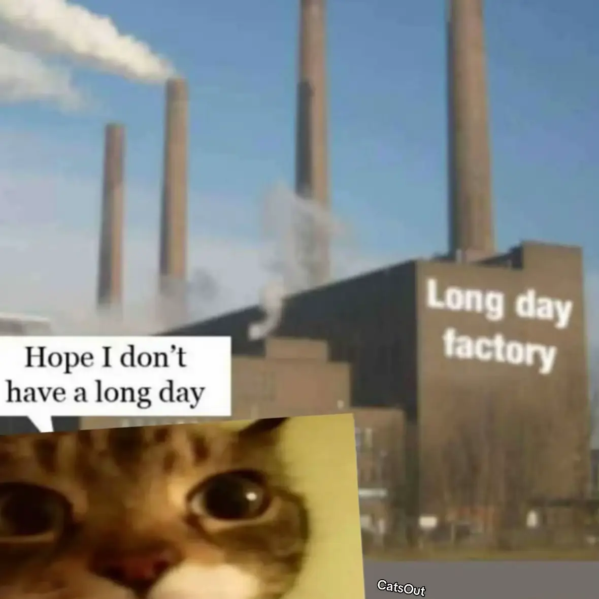 #sillycat #catsout #fyp #cats_out #cats #sillycar #catsoftiktok #eepycat