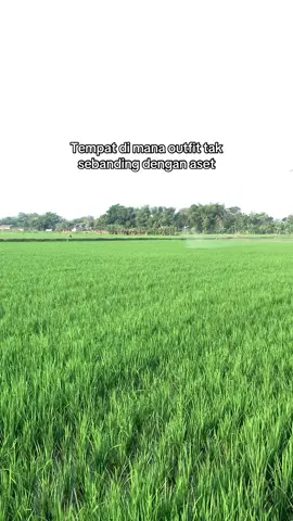 #petanimuda #petanimilenial #petaniindonesia🇮🇩🇮🇩🇮🇩🌿🌿 #gabahbalap🌾 #dronepertanian #xag #storypetani #foryoupage 