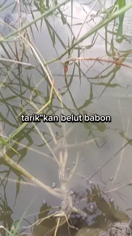 tarikane mantap #ngurekbelut #tukangngurek #tainan #taiwan🇹🇼 