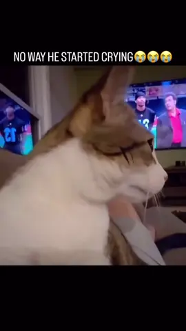 No way started crying 😭  #fyp #memes #funny #viral #cats #cat 