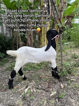 waktu menunjukan wayah e militer😎#peternaklokal #kambingseni  #etawaluarbiasa #fypシ #xybca #viral 