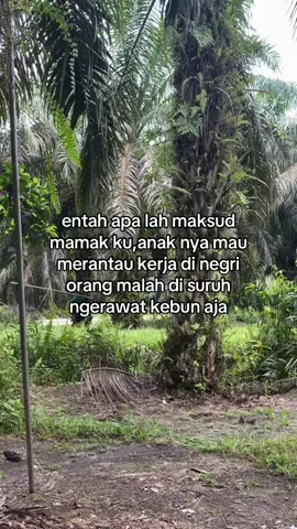 #fyp #petanisawit #🌴🌴🌴🌴 