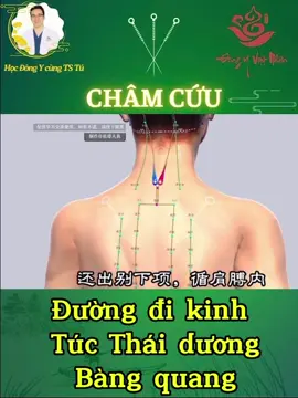 KINH TÚC THÁI DƯƠNG BÀNG QUANG- Một trong số các đường kinh dài nhất, nhiều huyệt nhất trên cơ thể.  #Hocdongy  #Hocchamcuu  #DongyVietNhan  #BacsiTu  #KhambenhYHCT