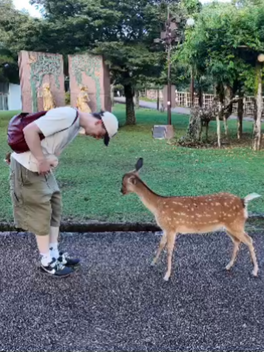 🇯🇵 #narapark #japan #tokyo #nara 