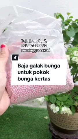 Jangan buang dulu pokok bunga kertas yang susah berbunga, try baja ni.  #bungakertas #bajabungakertas #bajabungabougenvillea #bajabungalebat #bajabungalebatviral 