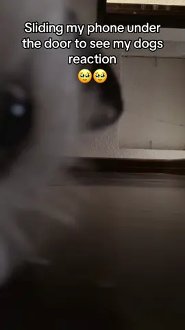 #fyp #viral #dog 