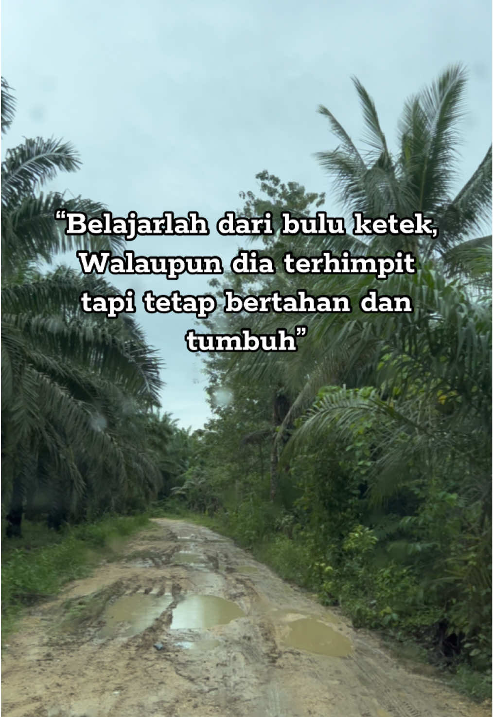 #belajardaribuluketek #sawit #fyp 