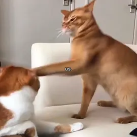 #cat #dog #cats #funnycat #catsoftiktok #kitten #uscore #catlover #catmeme #meme #catlovers #funny 