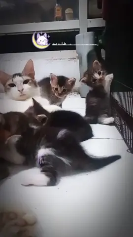 Meoww... Ha hiing... 😸 #pecintakucing #kucingkampung #soundkucing #kucing 