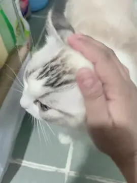 #muimui#kucing