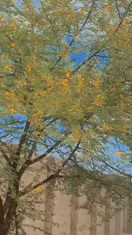 Nangrparker Sindh ❣️🏔️ #tharparkar #Nangarparkar #1millionaudition #slowmotion #karunjharmountain #sindhichokrii 