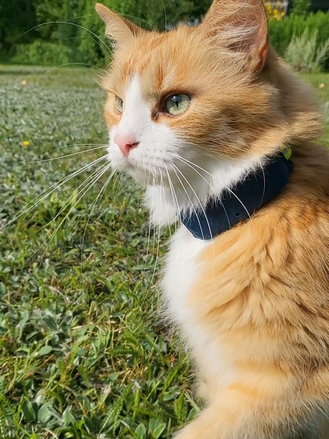 Kā jau teicu, šis profils nebūs tikai par manām apsveikuma kartītēm, jo esmu pilna laika kaķa kalpotāja. 🥹😁 Pilsētas (dzīvo tikai iekštelpās) kaķis izteica vēlmi baudīt dabu, kamēr vēl vasara. Vēlme tika izpildīta. 😇🩷 #kaķis #vasara #laukudzīve #indoorcat #countryside #gingercat #bestlife #tractivegps 