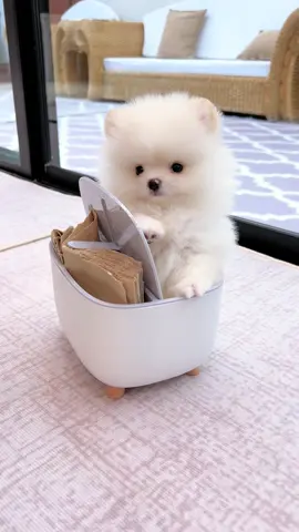 Cute #pomeranian #ปอมเมอเรเนียน #ปอม #หมาน่ารัก #ปอมหน้าหมี 