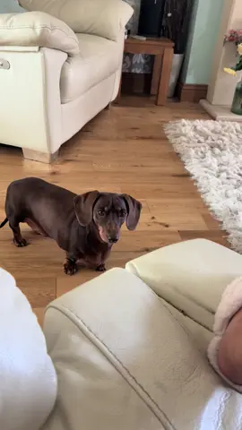 No chip you are not getting any….. #sausagedog #dachshund #dachshundoftiktok #wienerdog #dogsoftiktok 