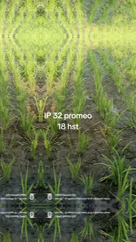 bismillah..  #petani #ngawi #ngawihits #petanidesa