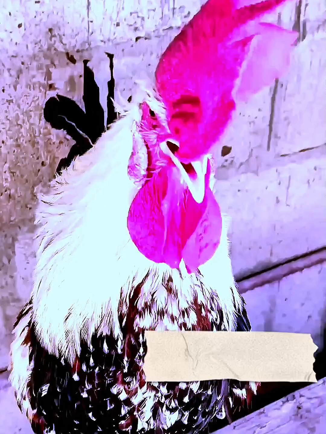 Mention Abdul Rahman name 😜 #funnynames #foryou #unitedkingdom #rooster #cheken #funvideo #fyp #us