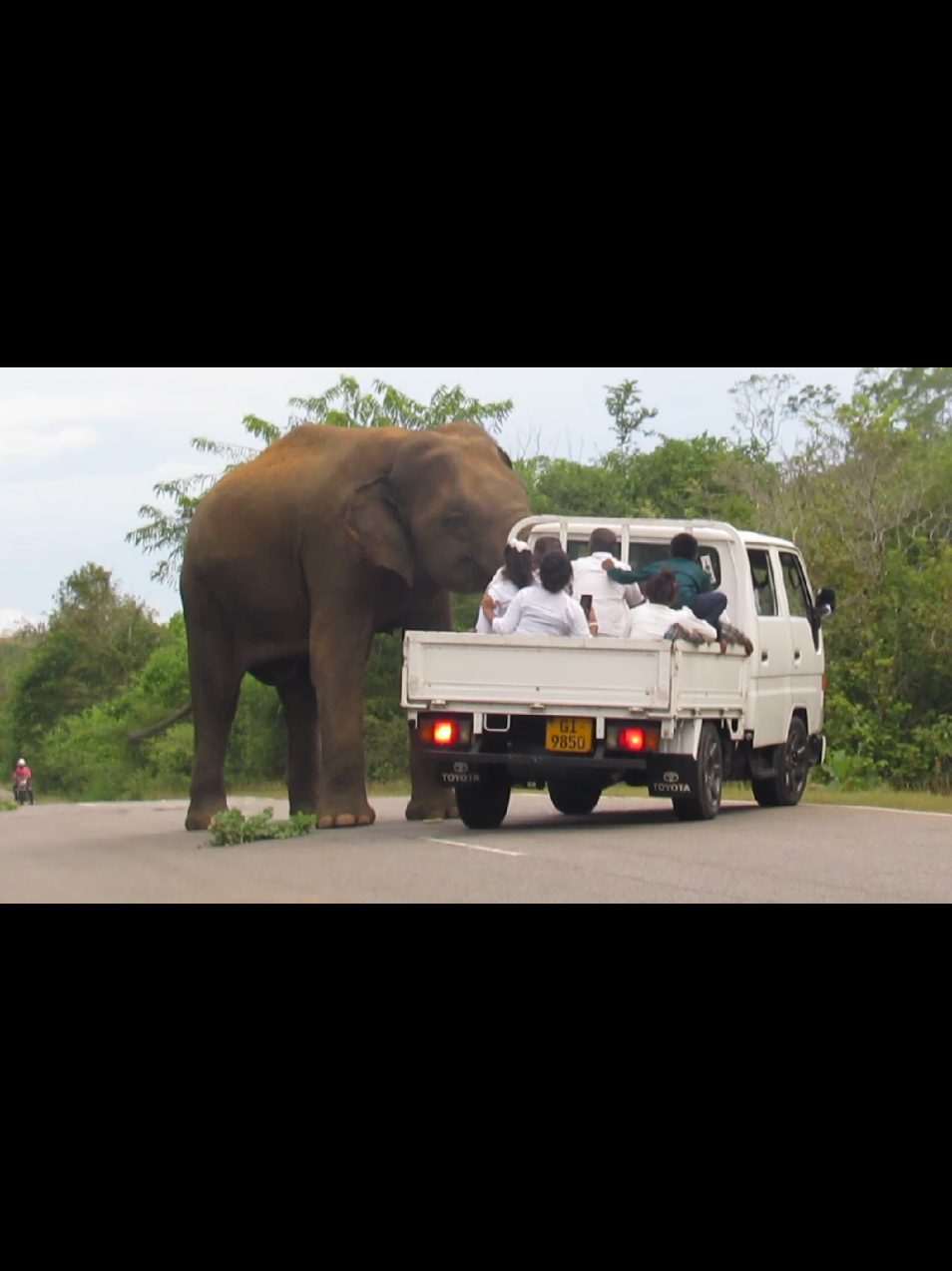 Elephant attack Random trending viral Video #srilanka #nature #wildlife #animals #ti̇ktok #srilanka #🇱🇰 